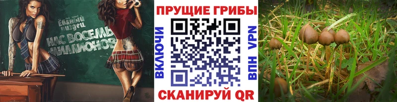Галлюциногенные грибы Cubensis  цена   mega ссылки  Морозовск 